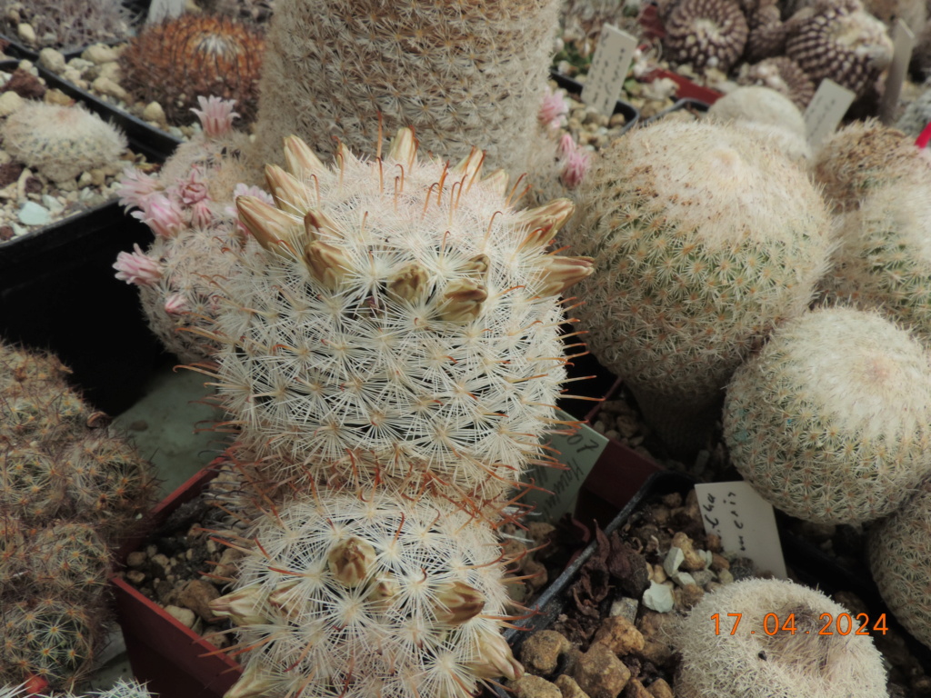 Cacti and Sukkulent in Köln, every day new flowers in the greenhouse Part 297 Bil11470