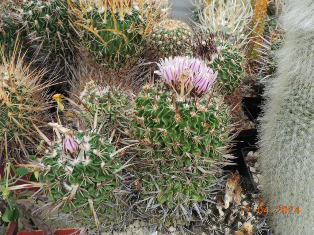 Cacti and Sukkulent in Köln, every day new flowers in the greenhouse Part 297 Bil11471