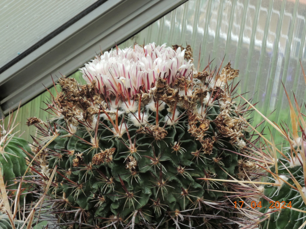 Cacti and Sukkulent in Köln, every day new flowers in the greenhouse Part 297 Bil11477