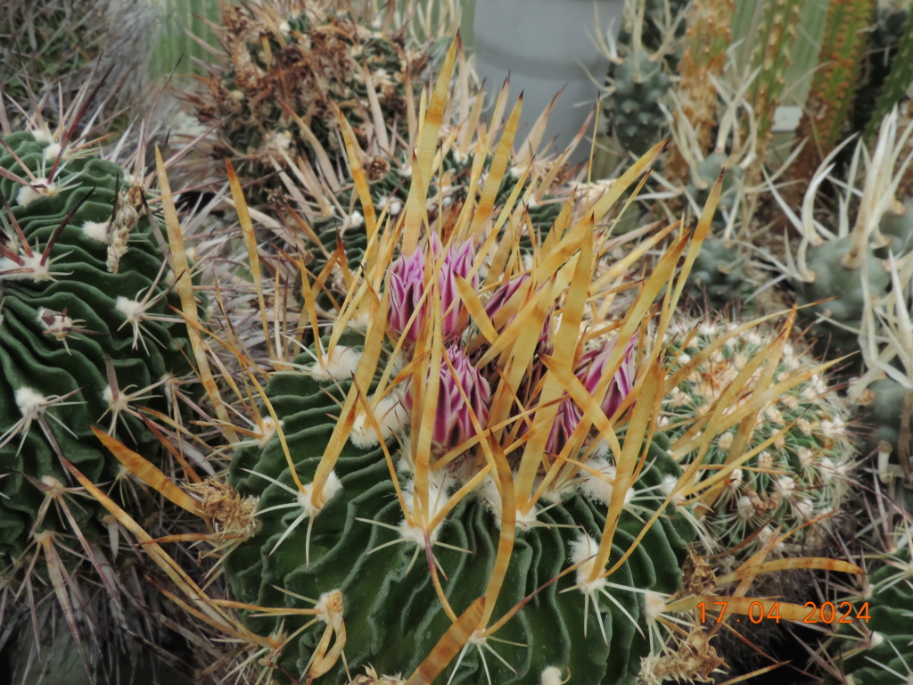 Cacti and Sukkulent in Köln, every day new flowers in the greenhouse Part 297 Bil11478