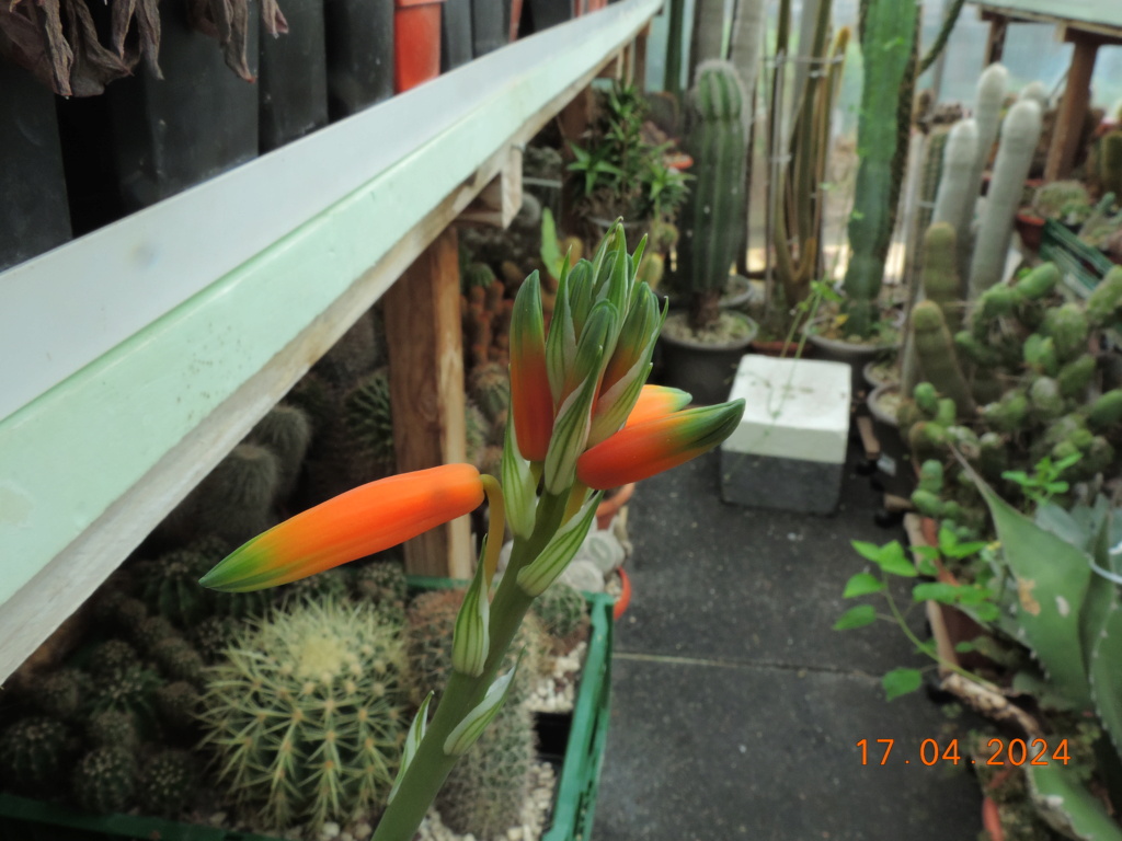 Cacti and Sukkulent in Köln, every day new flowers in the greenhouse Part 297 Bil11479