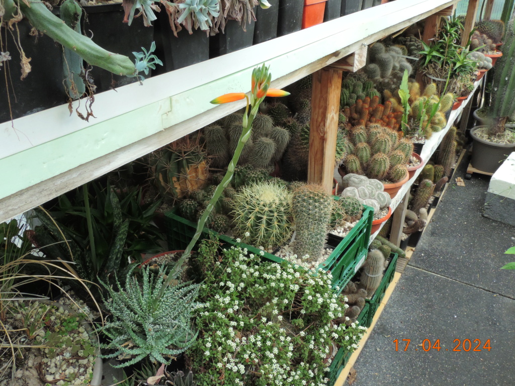 Cacti and Sukkulent in Köln, every day new flowers in the greenhouse Part 297 Bil11480