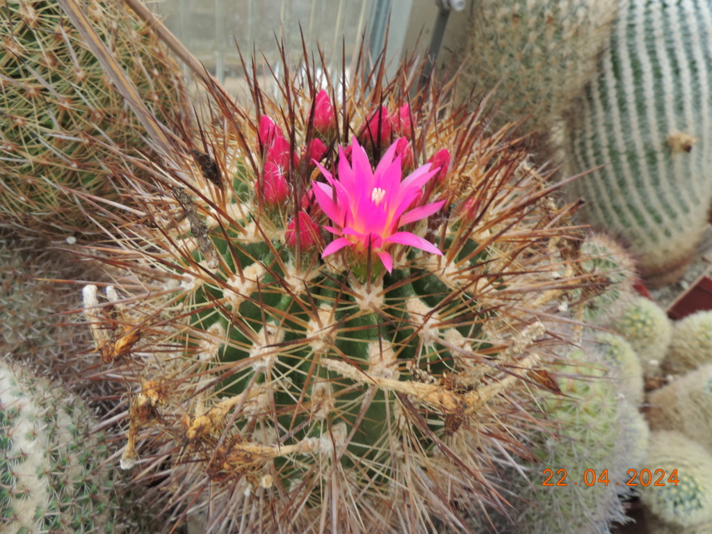 Cacti and Sukkulent in Köln, every day new flowers in the greenhouse Part 298 Bil11485