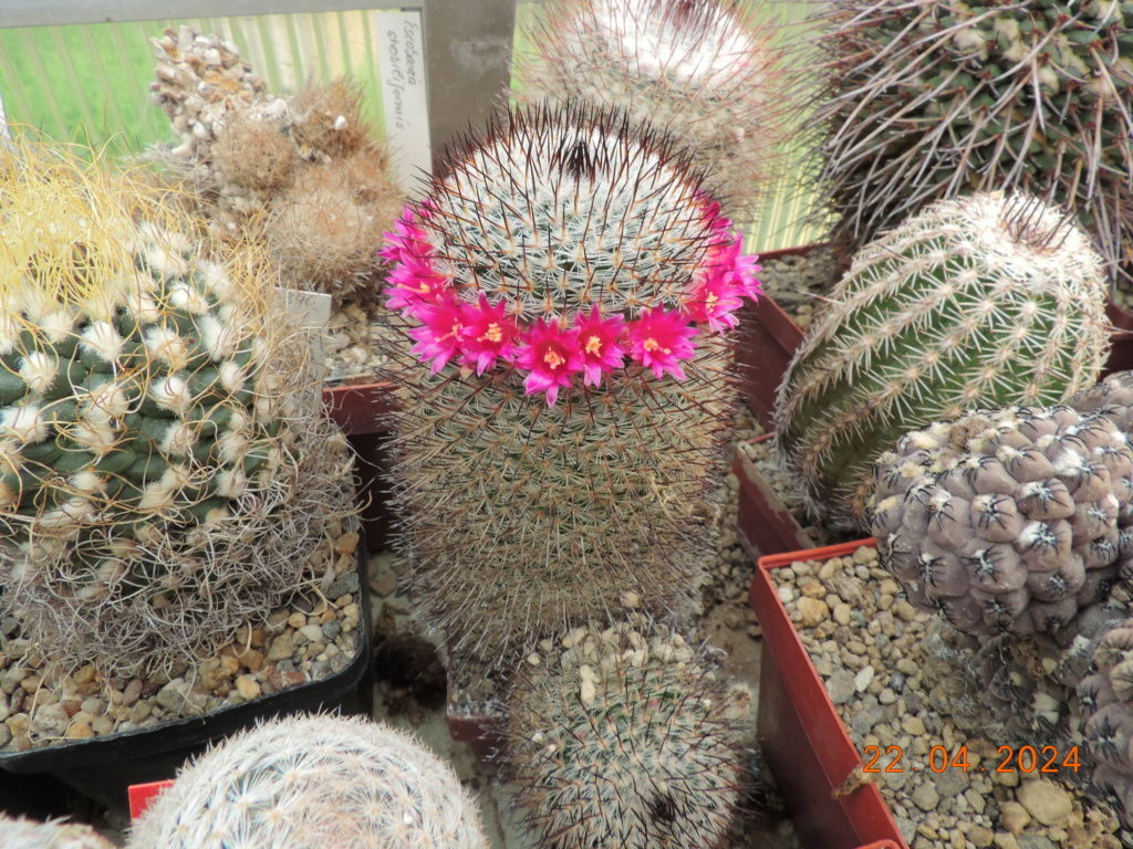 Cacti and Sukkulent in Köln, every day new flowers in the greenhouse Part 298 Bil11493