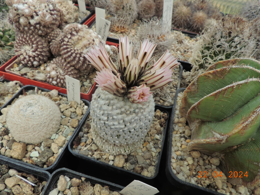 Cacti and Sukkulent in Köln, every day new flowers in the greenhouse Part 298 Bil11494