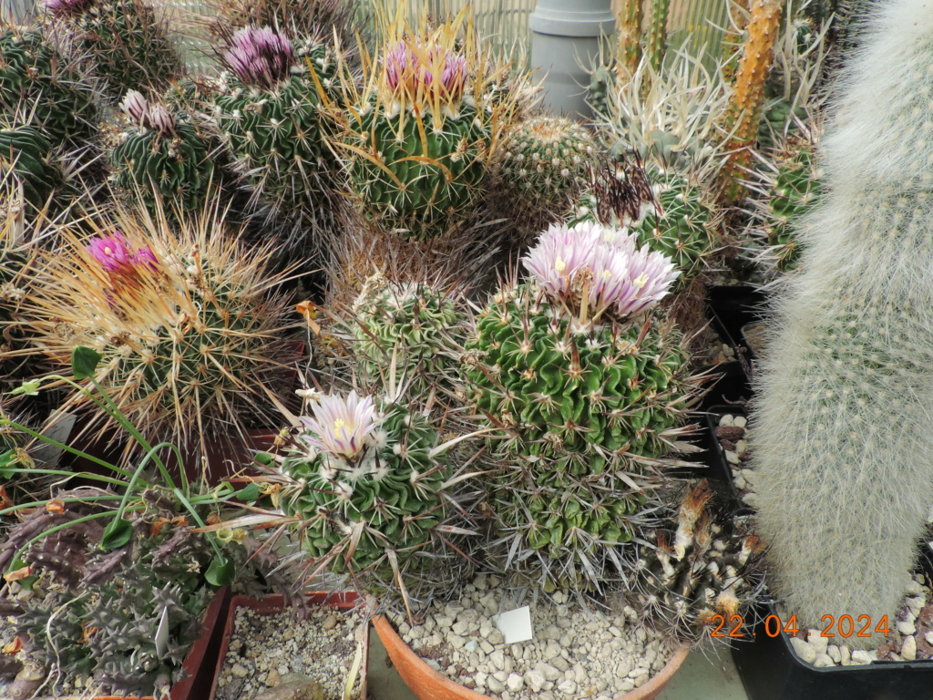 Cacti and Sukkulent in Köln, every day new flowers in the greenhouse Part 298 Bil11498