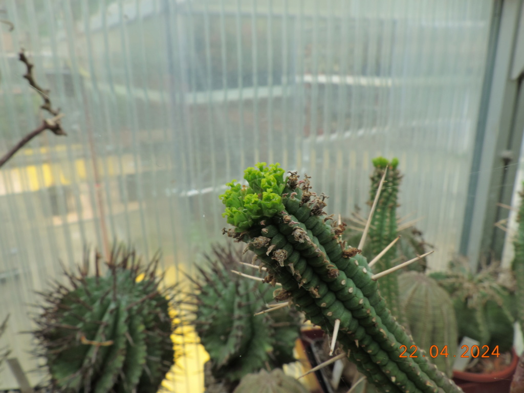 Cacti and Sukkulent in Köln, every day new flowers in the greenhouse Part 298 Bil11511