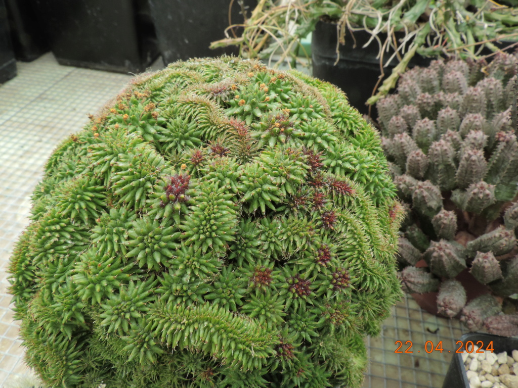 Cacti and Sukkulent in Köln, every day new flowers in the greenhouse Part 298 Bil11512