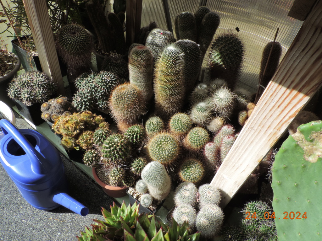 Cacti and Sukkulent in Köln, every day new flowers in the greenhouse Part 298 Bil11522