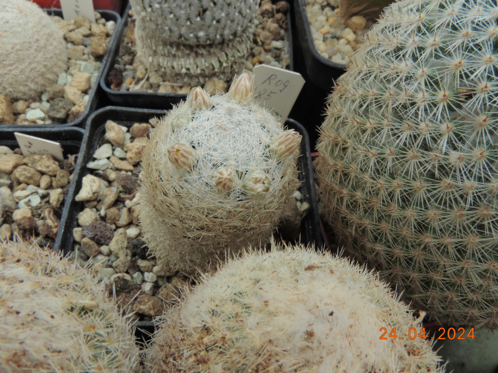Cacti and Sukkulent in Köln, every day new flowers in the greenhouse Part 298 Bil11530