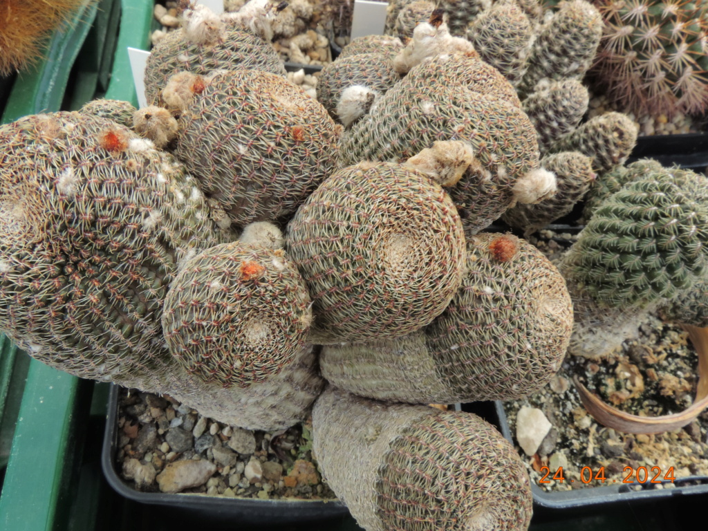 Cacti and Sukkulent in Köln, every day new flowers in the greenhouse Part 298 Bil11532