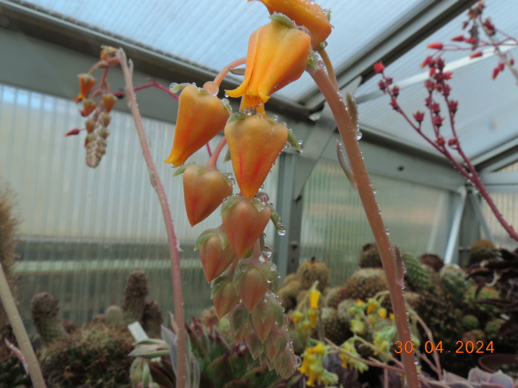 Cacti and Sukkulent in Köln, every day new flowers in the greenhouse Part 298 Bil11548