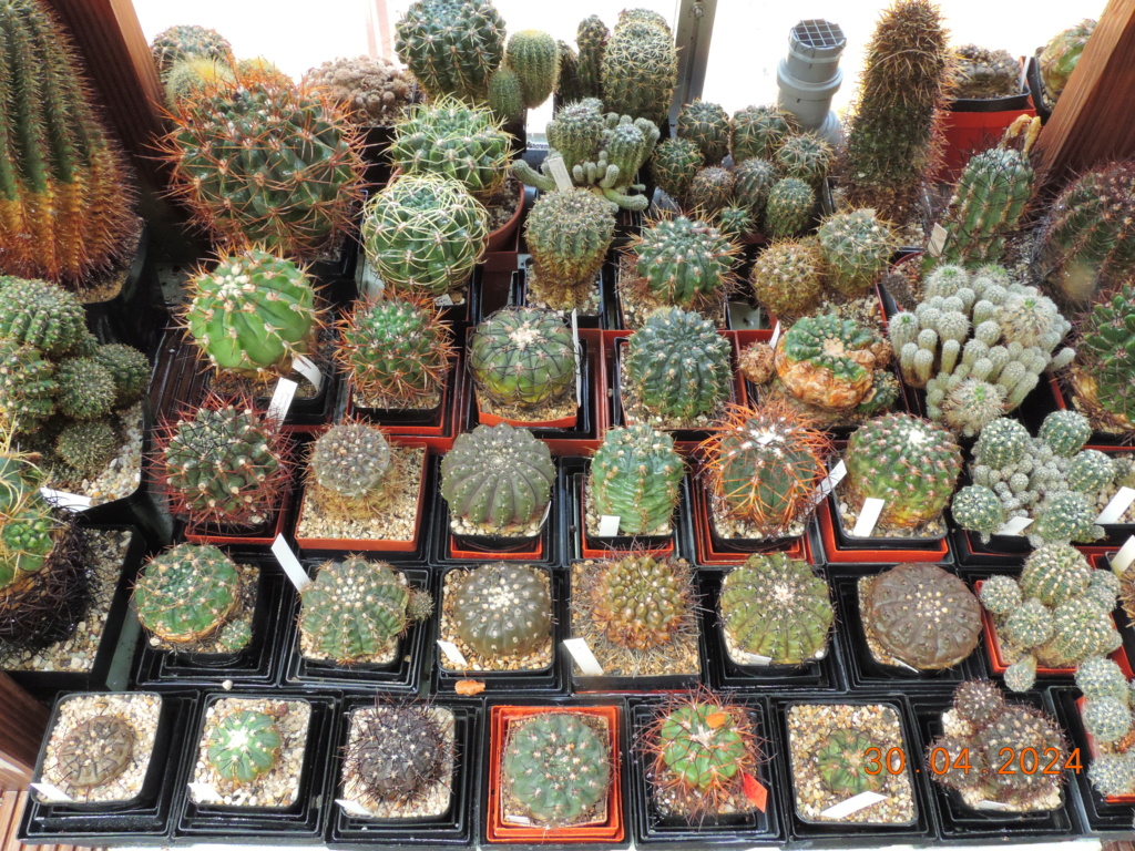 Cacti and Sukkulent in Köln, every day new flowers in the greenhouse Part 298 Bil11551