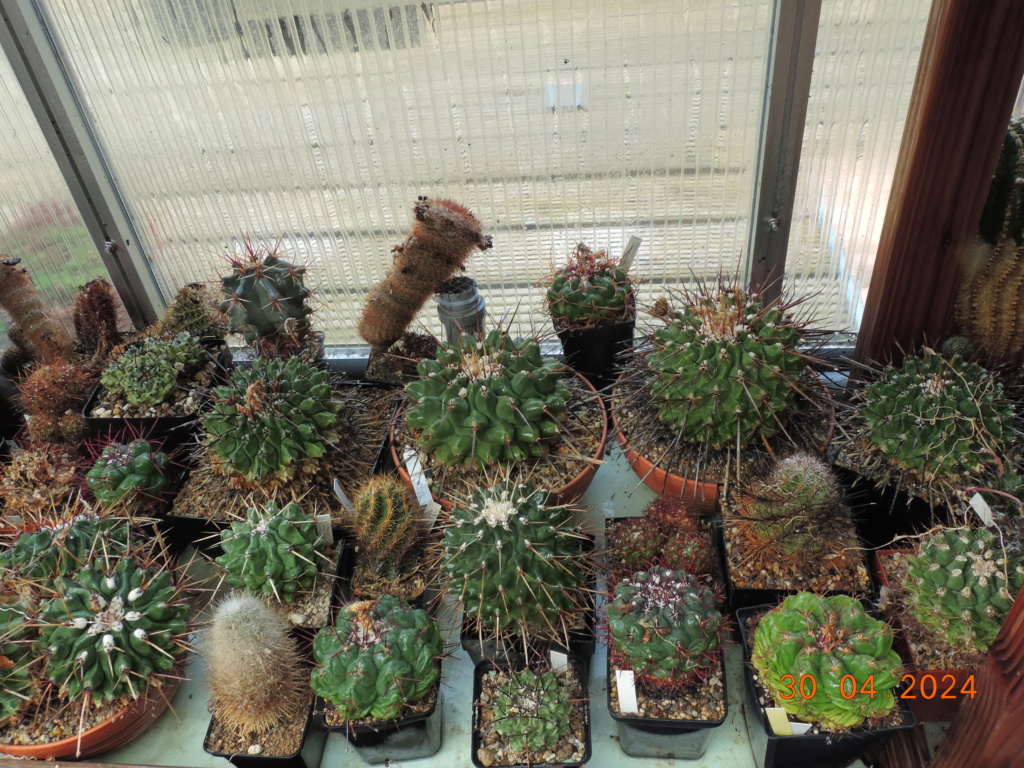 Cacti and Sukkulent in Köln, every day new flowers in the greenhouse Part 298 Bil11552