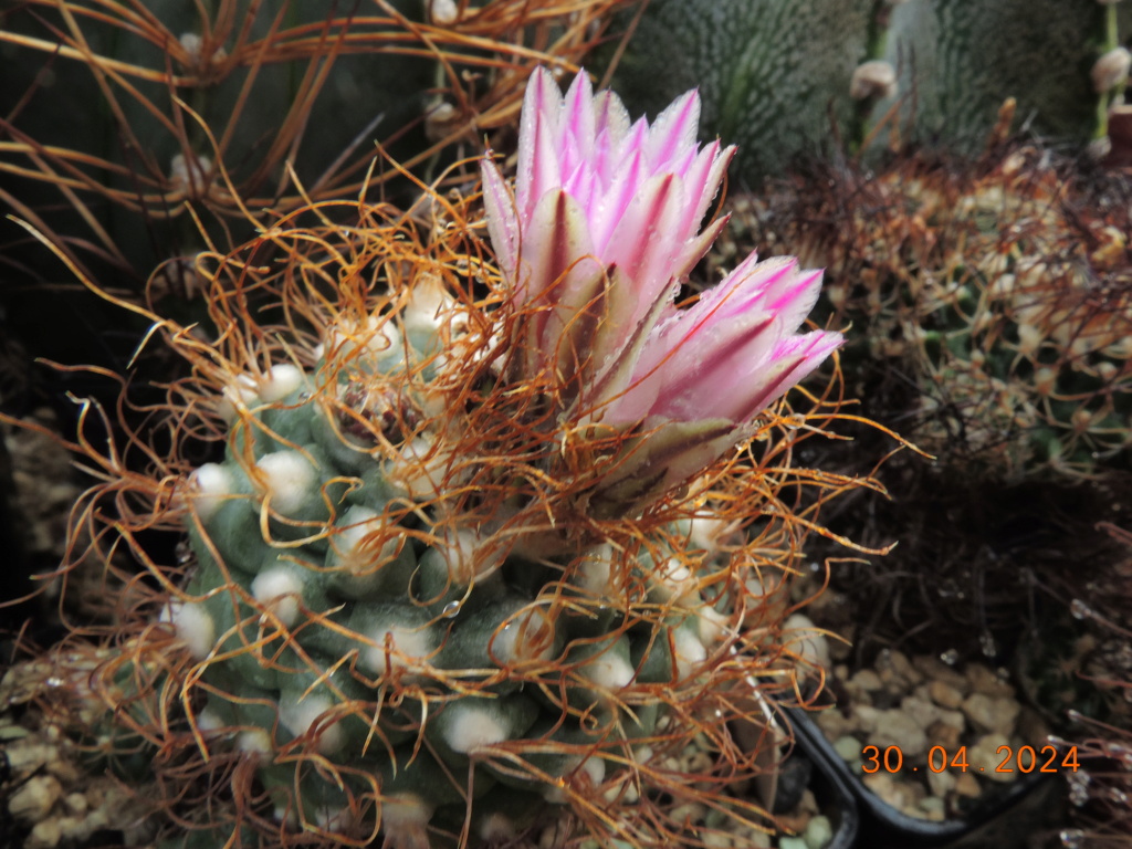 Cacti and Sukkulent in Köln, every day new flowers in the greenhouse Part 298 Bil11558