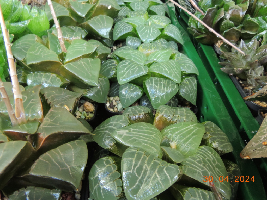 Cacti and Sukkulent in Köln, every day new flowers in the greenhouse Part 298 Bil11564