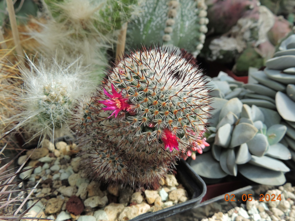 Cacti and Sukkulent in Köln, every day new flowers in the greenhouse Part 298 Bil11583