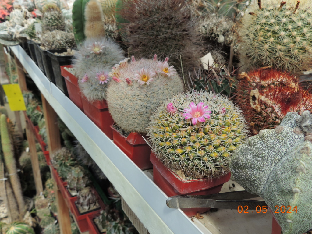 Cacti and Sukkulent in Köln, every day new flowers in the greenhouse Part 298 Bil11584