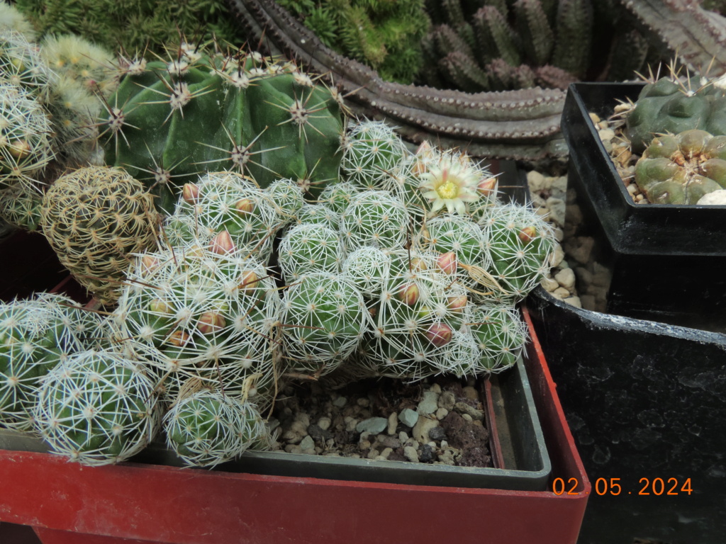 Cacti and Sukkulent in Köln, every day new flowers in the greenhouse Part 298 Bil11589
