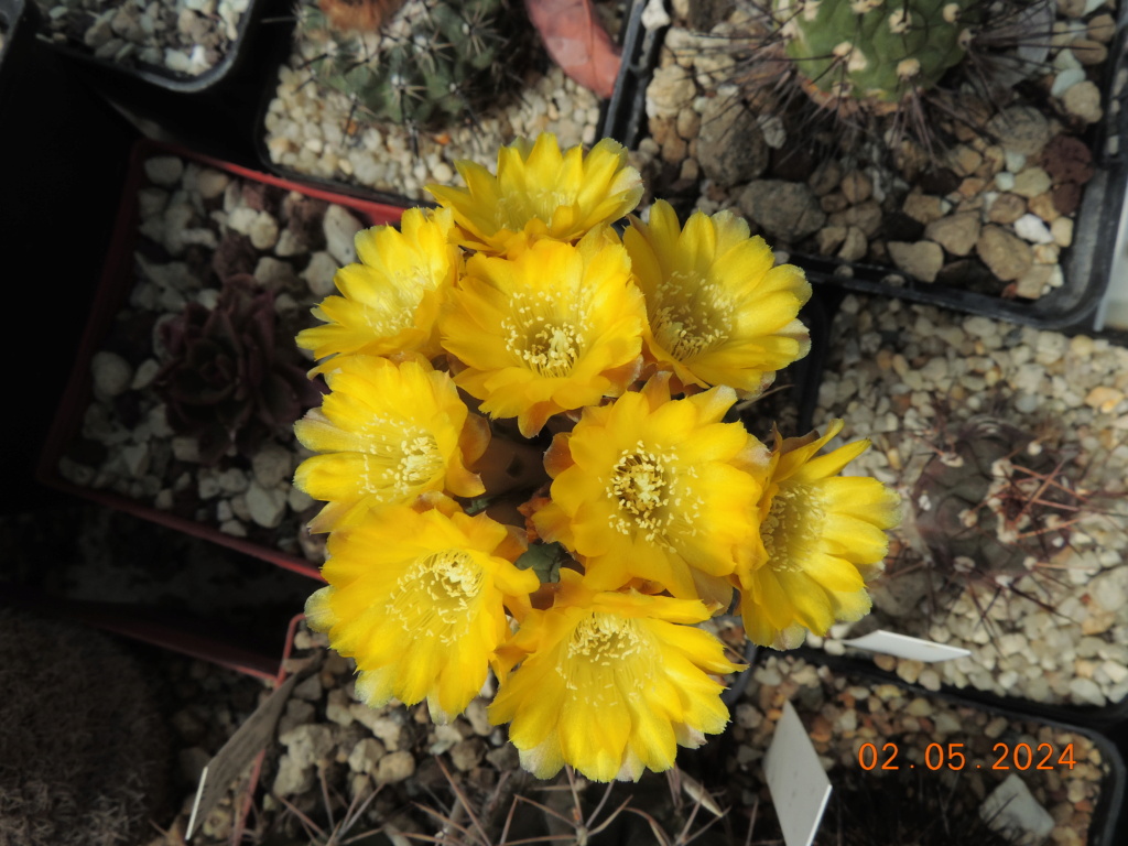 Cacti and Sukkulent in Köln, every day new flowers in the greenhouse Part 298 Bil11590