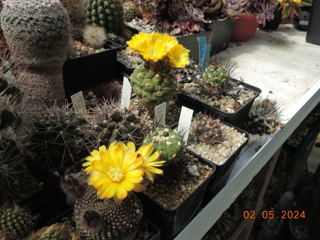 Cacti and Sukkulent in Köln, every day new flowers in the greenhouse Part 298 Bil11591