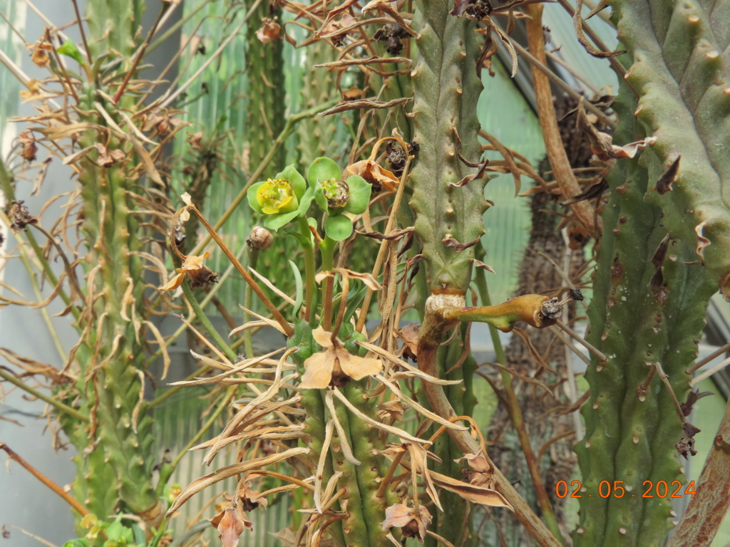 Cacti and Sukkulent in Köln, every day new flowers in the greenhouse Part 298 Bil11598