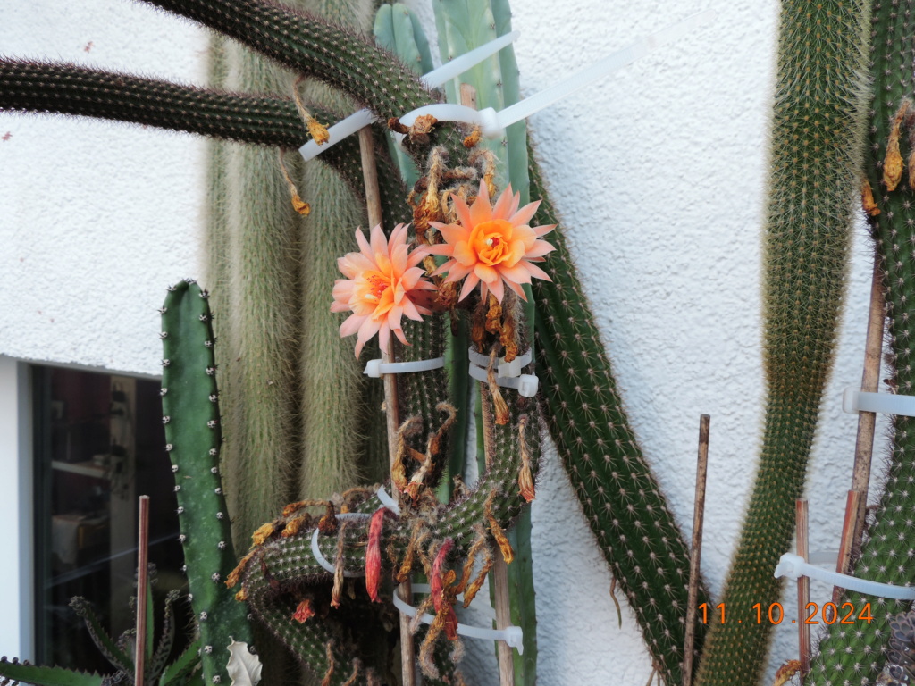 Cacti and Sukkulent in Köln, every day new flowers in the greenhouse Part 301 Bil11753