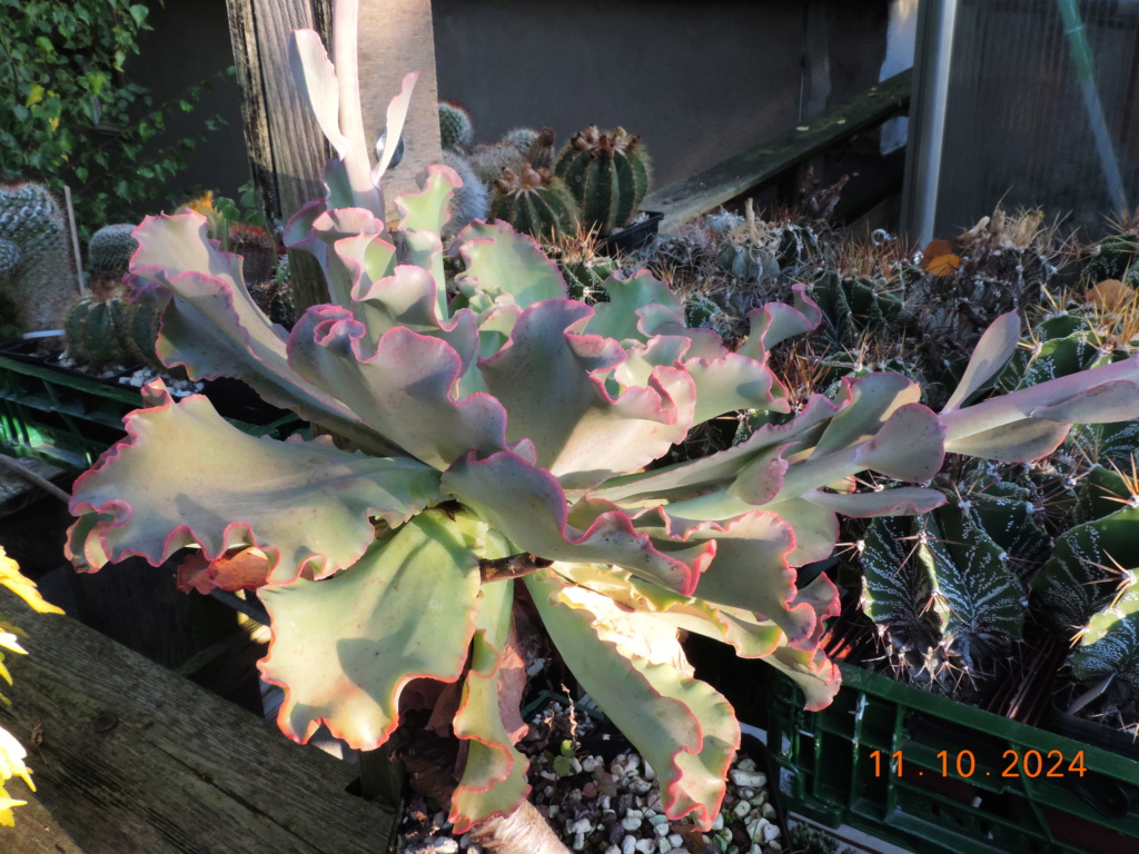 Cacti and Sukkulent in Köln, every day new flowers in the greenhouse Part 301 Bil11757