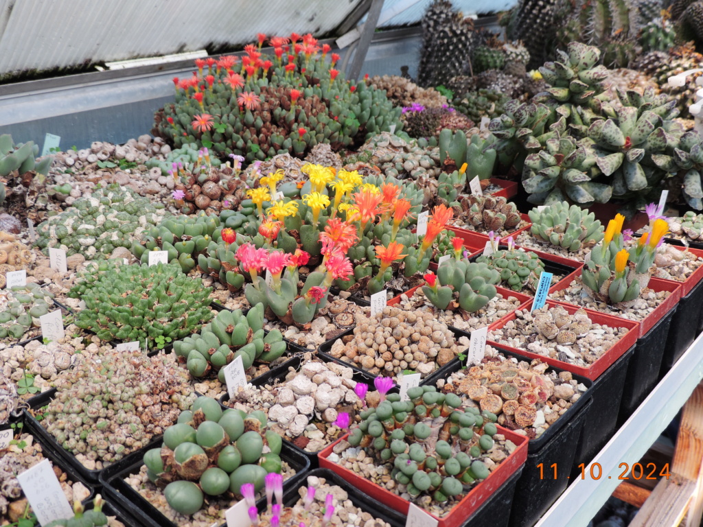 Cacti and Sukkulent in Köln, every day new flowers in the greenhouse Part 301 Bil11763