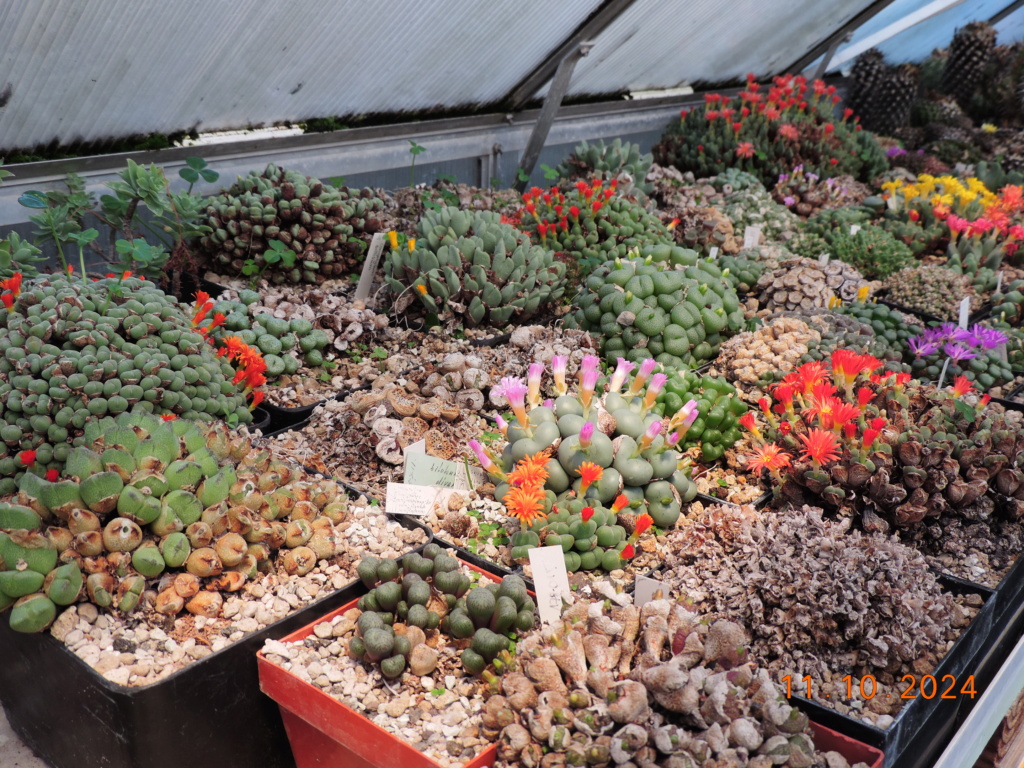 Cacti and Sukkulent in Köln, every day new flowers in the greenhouse Part 301 Bil11764