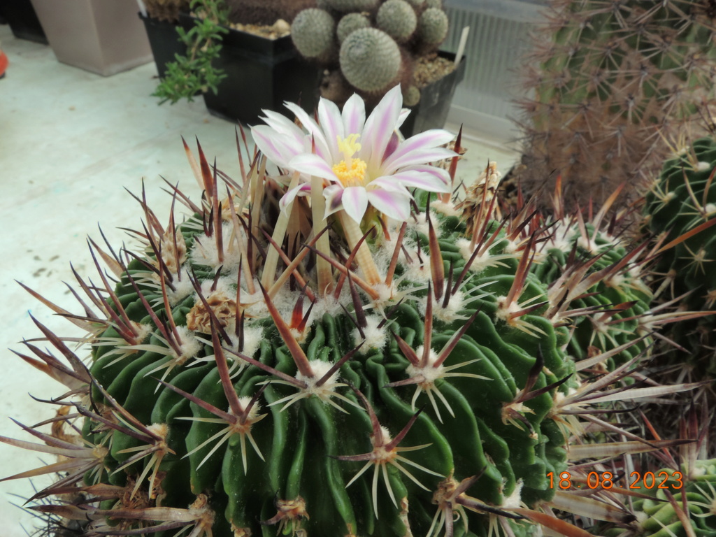 Cacti and Sukkulent in Köln, every day new flowers in the greenhouse Part 293 Bild1040
