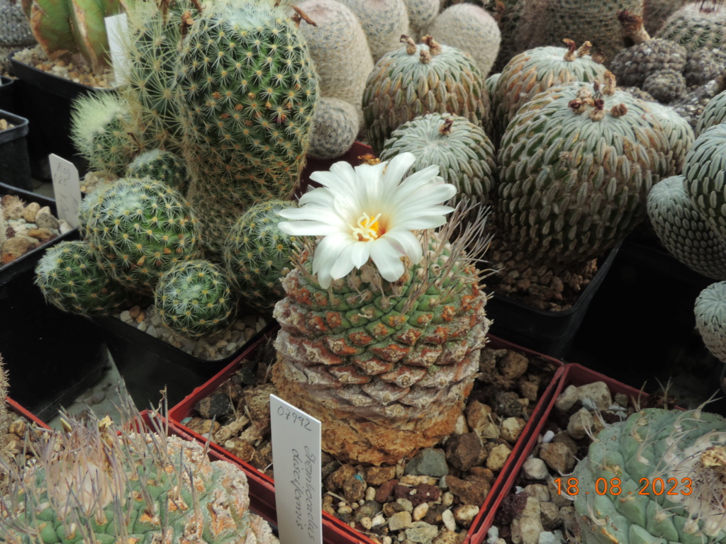 Cacti and Sukkulent in Köln, every day new flowers in the greenhouse Part 293 Bild1104