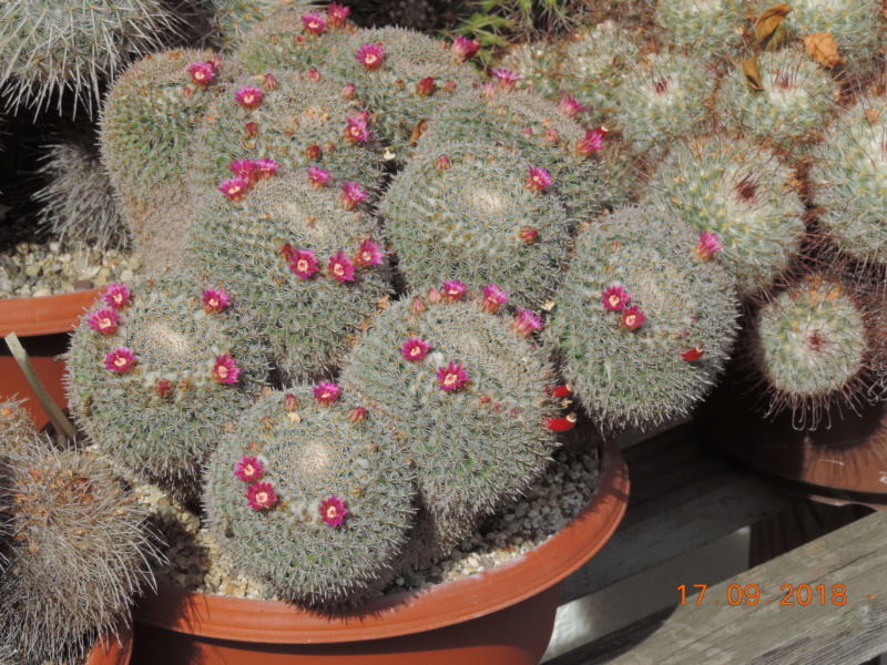 Cacti and Sukkulent in Köln, every day new flowers in the greenhouse Part 199 Bild1165