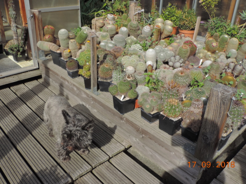 Cacti and Sukkulent in Köln, every day new flowers in the greenhouse Part 200 Bild1209