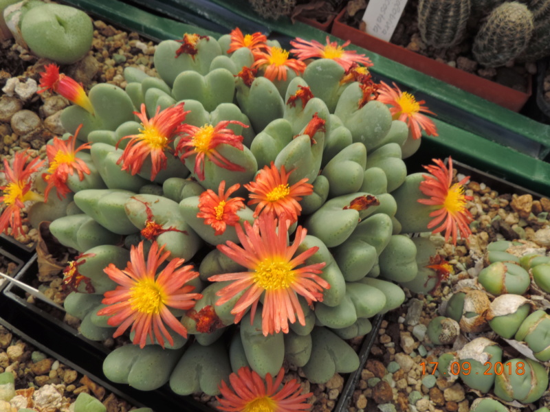 Cacti and Sukkulent in Köln, every day new flowers in the greenhouse Part 200 Bild1212