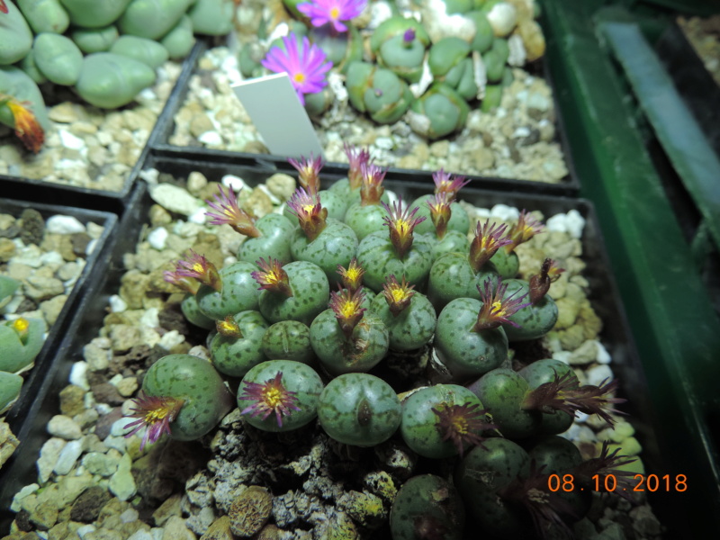 Cacti and Sukkulent in Köln, every day new flowers in the greenhouse Part 200 Bild1311