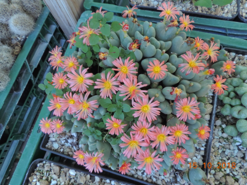 Cacti and Sukkulent in Köln, every day new flowers in the greenhouse Part 201 Bild1420