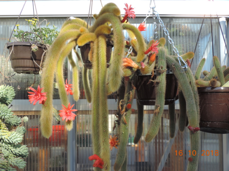 Cacti and Sukkulent in Köln, every day new flowers in the greenhouse Part 201 Bild1471