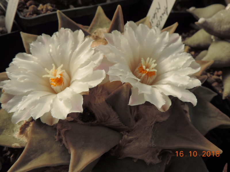 Cacti and Sukkulent in Köln, every day new flowers in the greenhouse Part 202 Bild1526