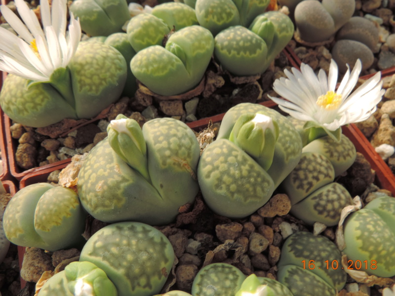 Cacti and Sukkulent in Köln, every day new flowers in the greenhouse Part 202 Bild1579