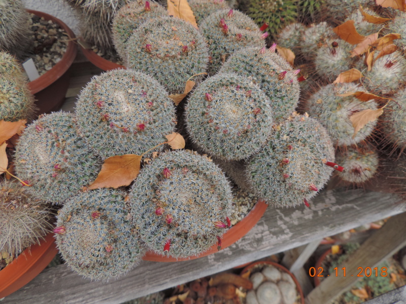 Cacti and Sukkulent in Köln, every day new flowers in the greenhouse Part 202 Bild1604