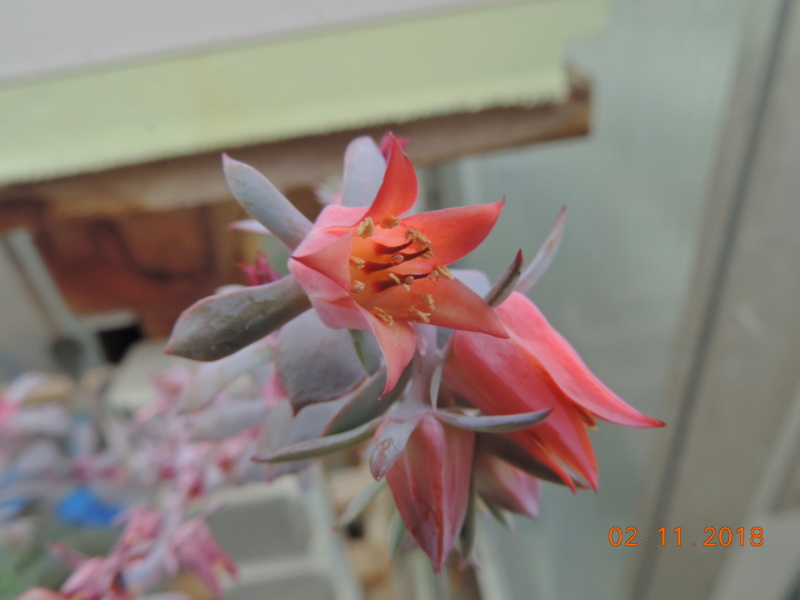 Cacti and Sukkulent in Köln, every day new flowers in the greenhouse Part 202 Bild1615