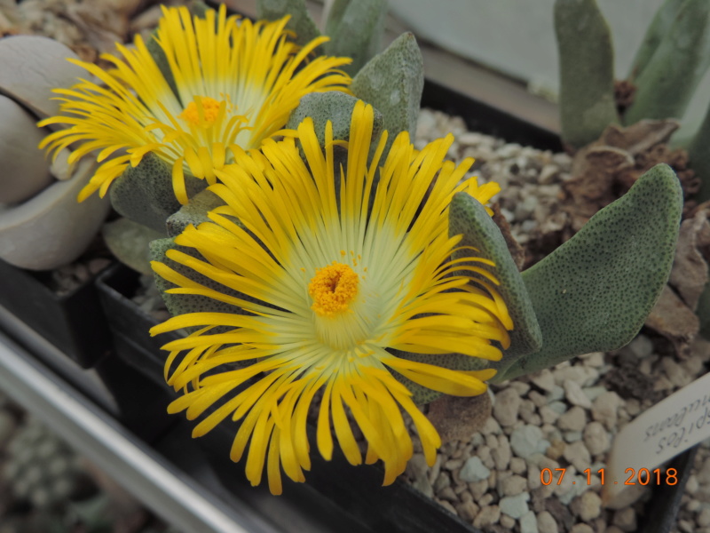 Cacti and Sukkulent in Köln, every day new flowers in the greenhouse Part 202 Bild1658