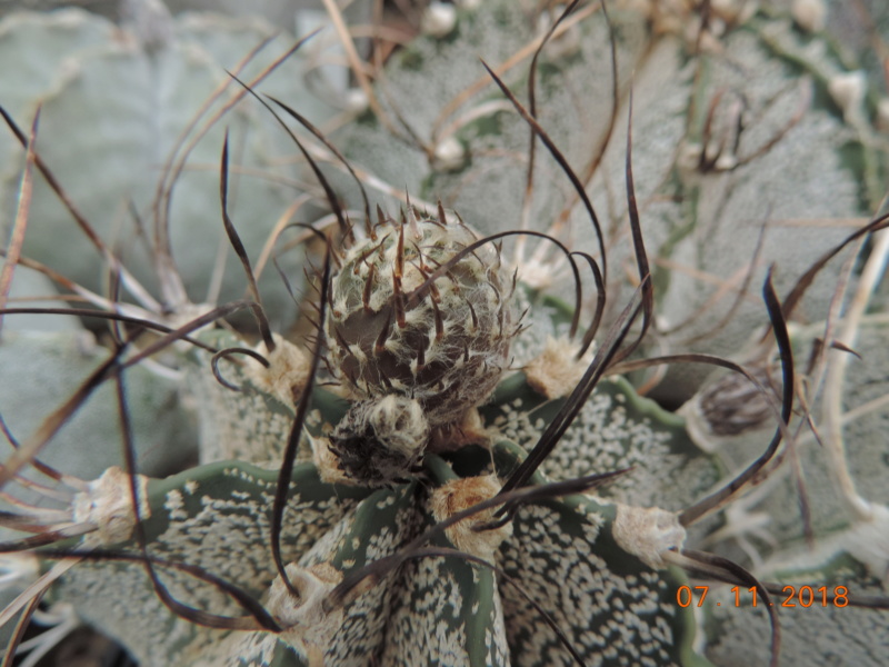 Cacti and Sukkulent in Köln, every day new flowers in the greenhouse Part 203 Bild1666