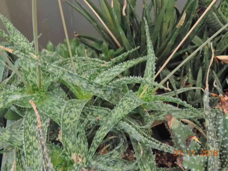 Cacti and Sukkulent in Köln, every day new flowers in the greenhouse Part 203 Bild1702