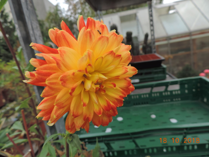 Cacti and Sukkulent in Köln, every day new flowers in the greenhouse Part 203 Bild1736