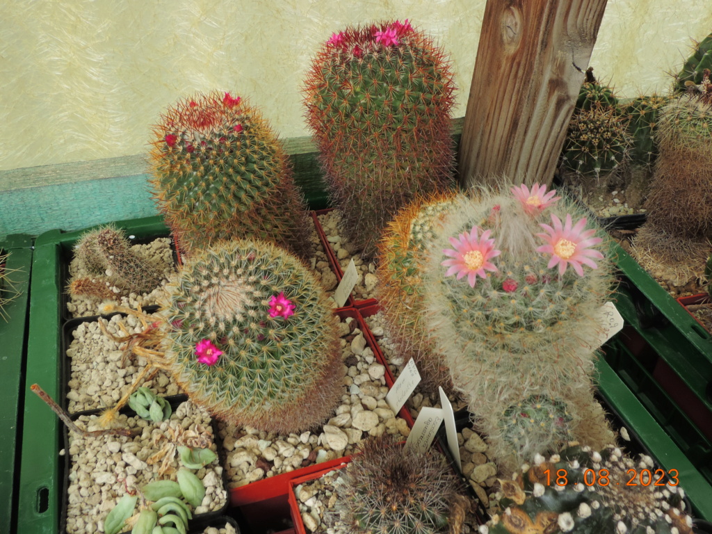 Cacti and Sukkulent in Köln, every day new flowers in the greenhouse Part 293 Bild1762