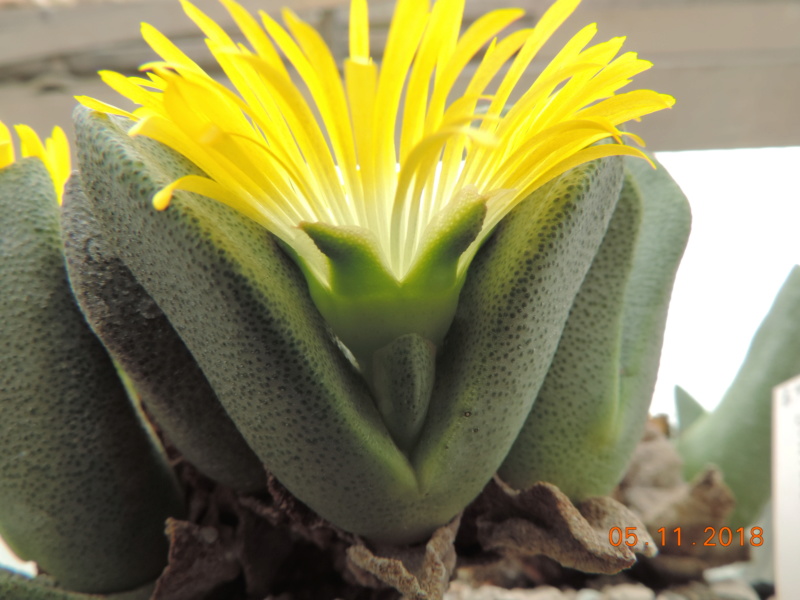 Cacti and Sukkulent in Köln, every day new flowers in the greenhouse Part 204 Bild1806