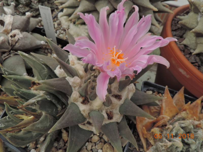 Cacti and Sukkulent in Köln, every day new flowers in the greenhouse Part 204 Bild1807