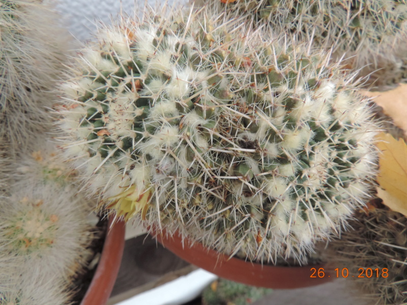 Cacti and Sukkulent in Köln, every day new flowers in the greenhouse Part 205 Bild1825